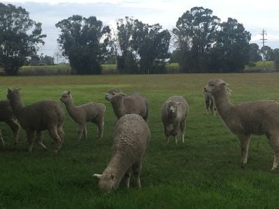 Cardiff Alpacas