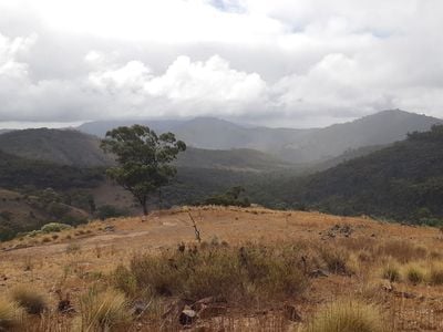 Mount Brown trail head