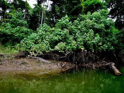 Solar Whisper Wildlife and Crocodile Cruises on the Daintree river