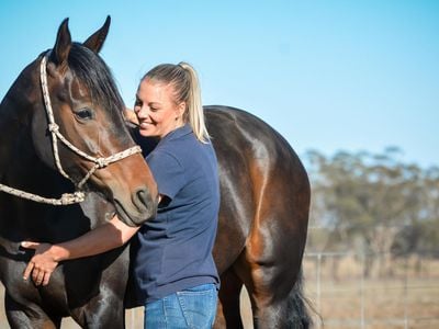 Equine Osteopath
