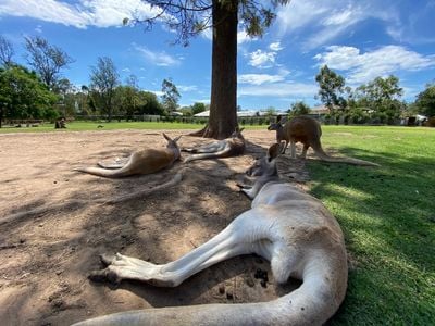 Lone Pine Koala Sanctuary