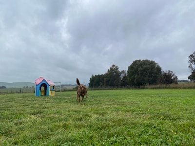 Canberra Dog Hub