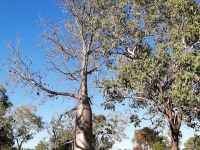 Kununurra Agricultural Society Show Grounds