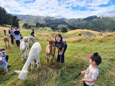 Walking with Alpacas (bookings essential)