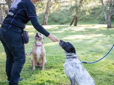 Disaster to Delight Dog Training