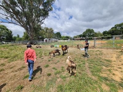 Babylon Farm Visit