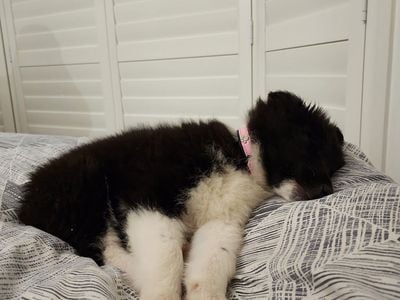 Petbarn Gungahlin