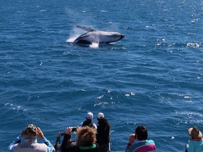 Hervey Bay Whale Watch