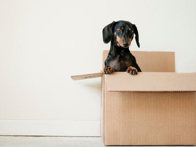 Canberra Removalist Professionals