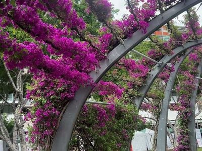 South Bank Parklands