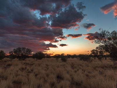 The Kangaroo Sanctuary