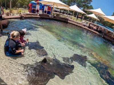 Irukandji Shark & Ray Encounters